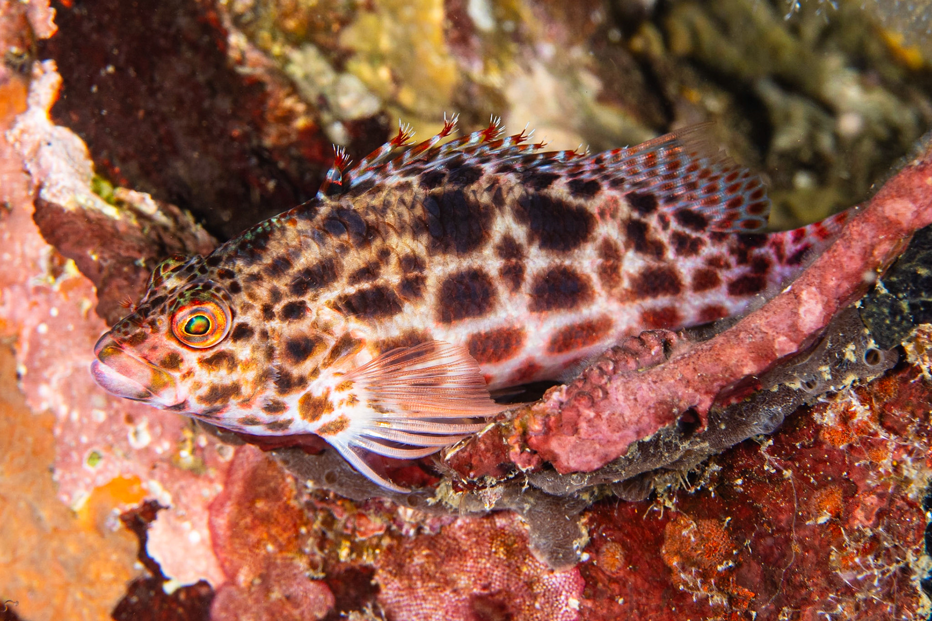 Pixy Hawkfish