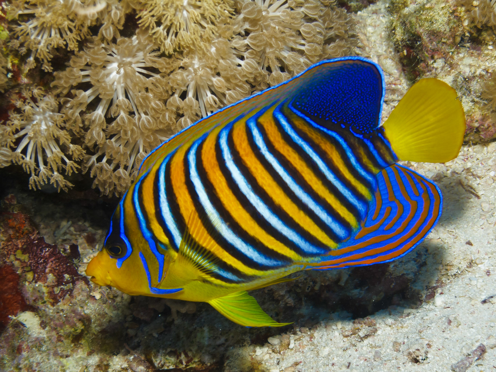 Regal Angelfish