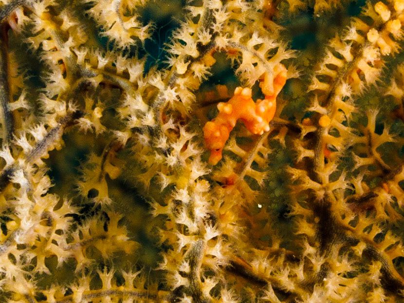 Denise's Pygmy Seahorse