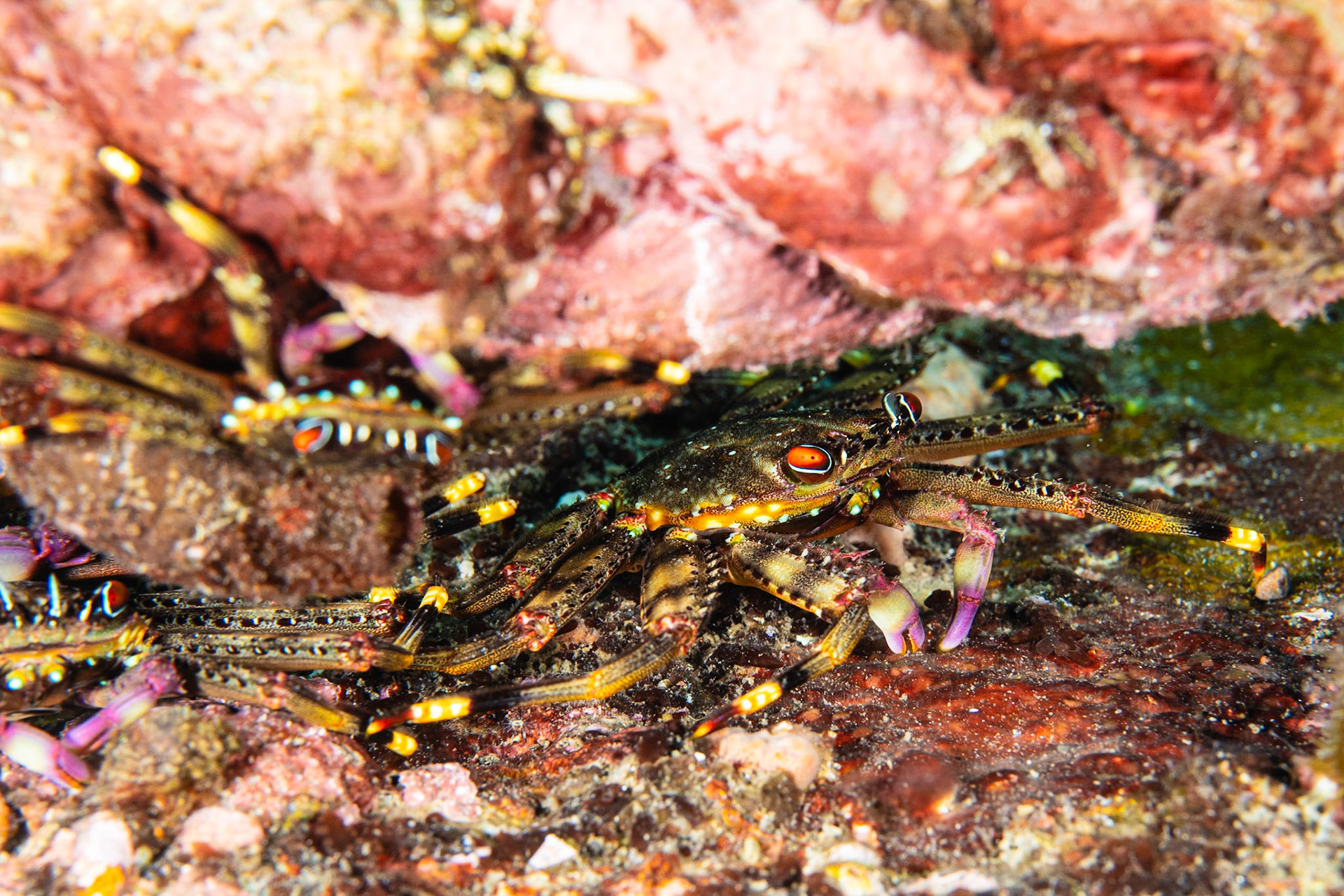 Flat Rock Crab