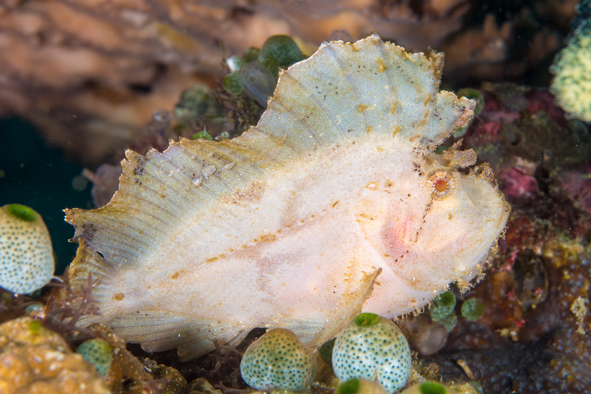 Leaf Scorpionfish