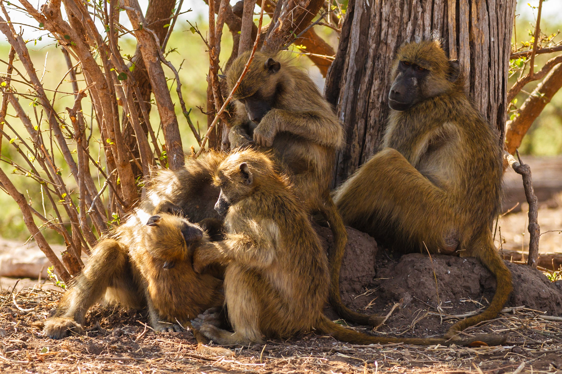 Chacma Baboon