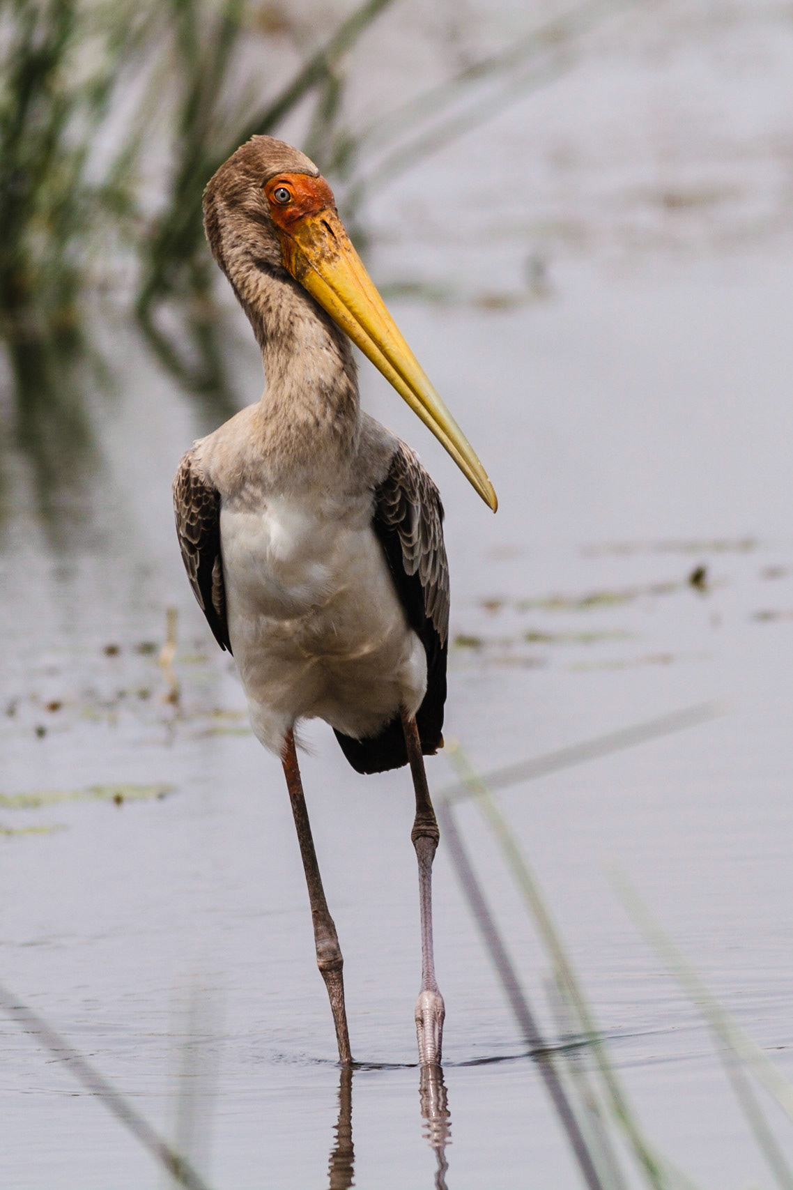 Yellow-billed Stork