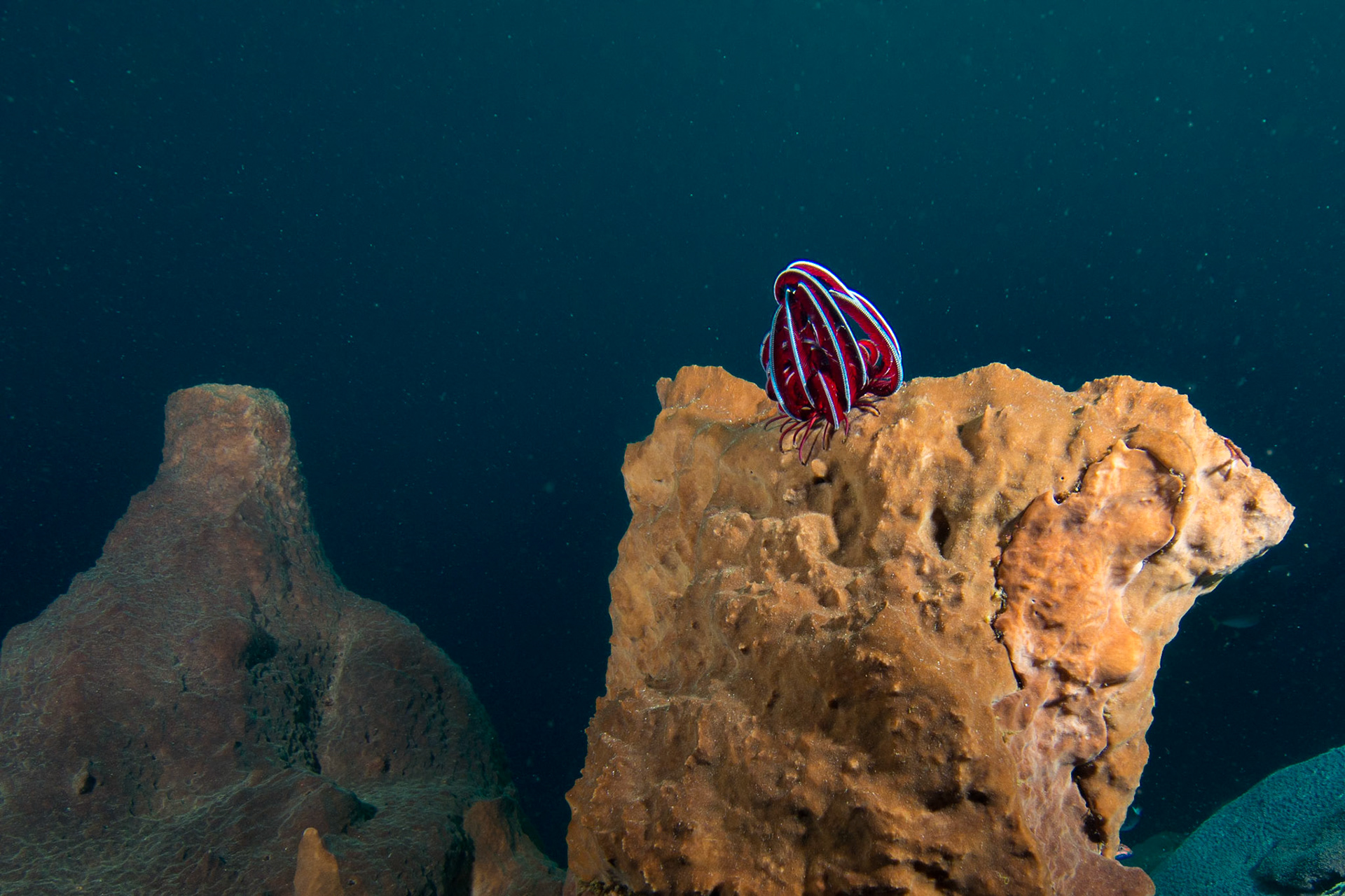 Crinoids and Feather Stars and Sponges