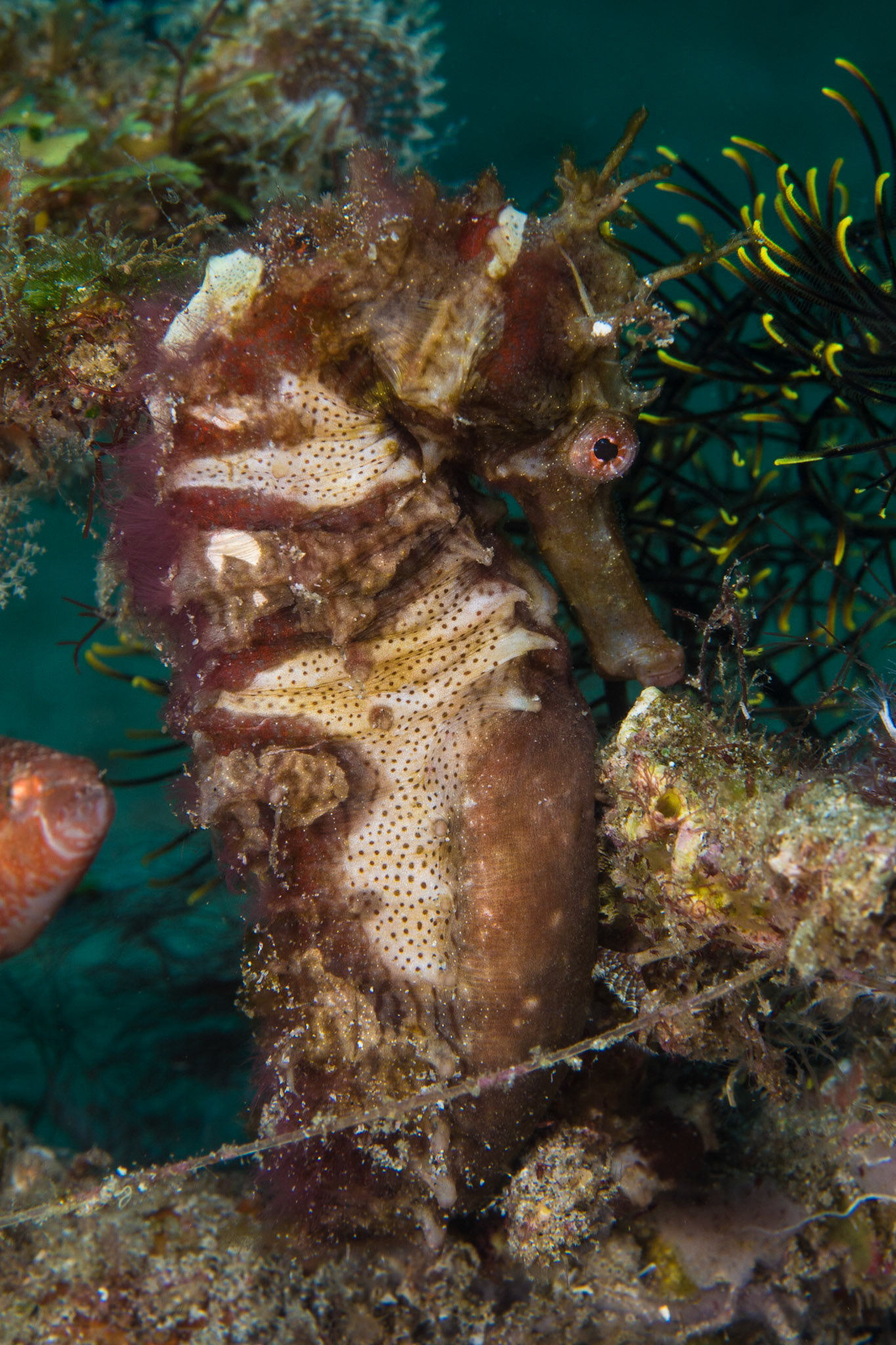 Common Seahorse