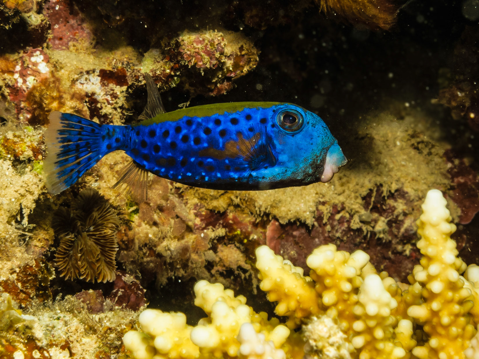 Bluetail Trunkfish