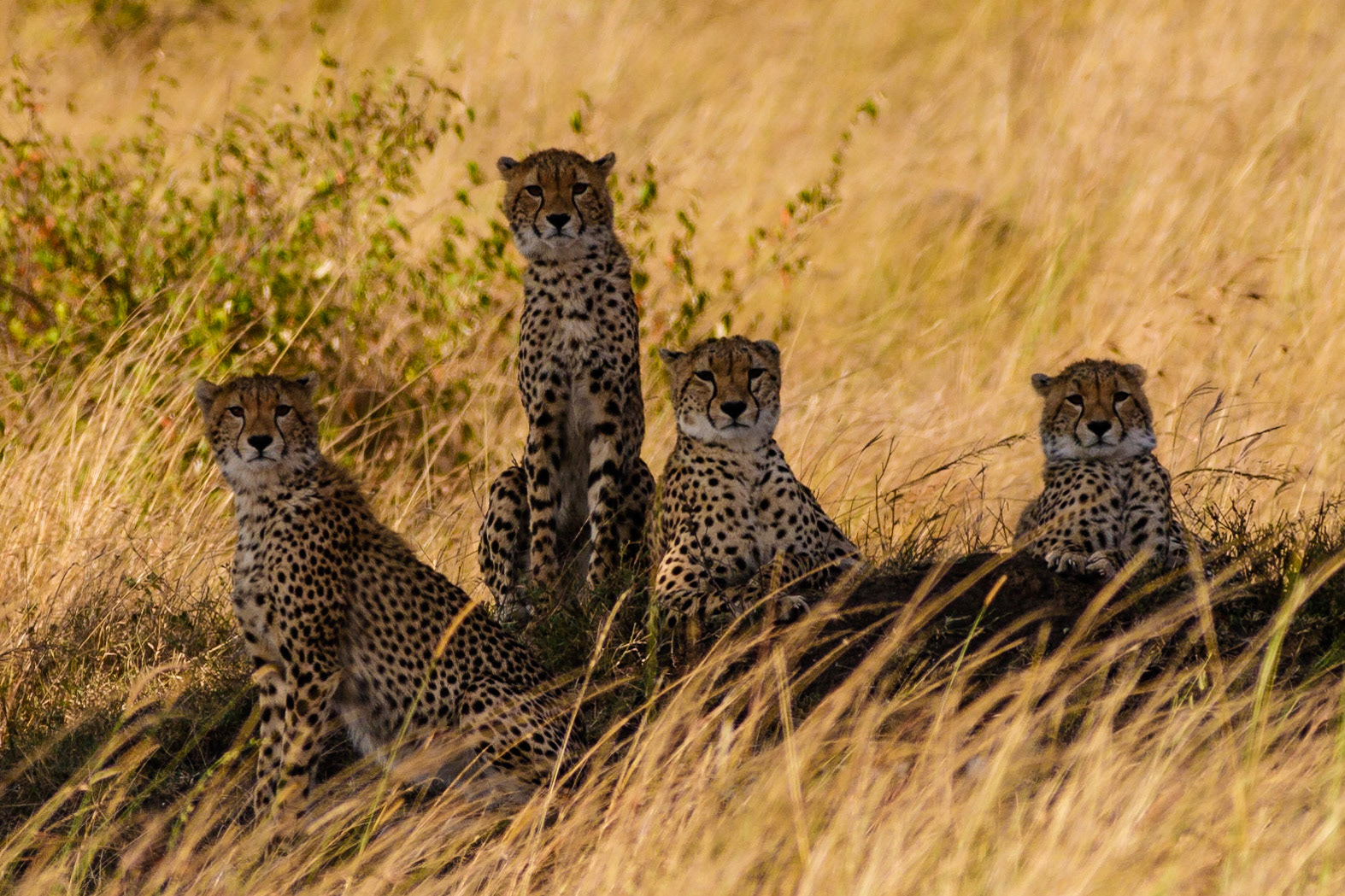 Mother and three juvenile cheetahs