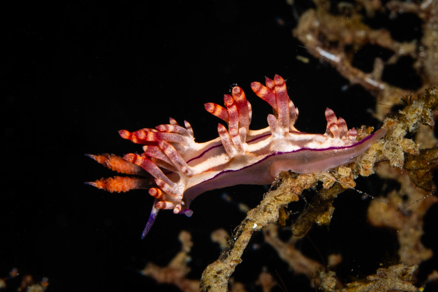 Coryphellina rubrolineata