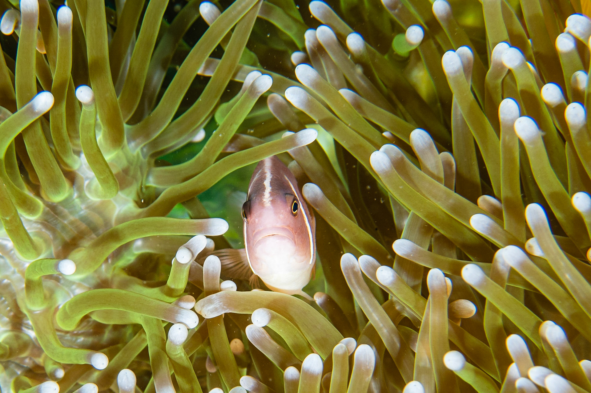 Pink Anemonefish and Magnificent Anemone