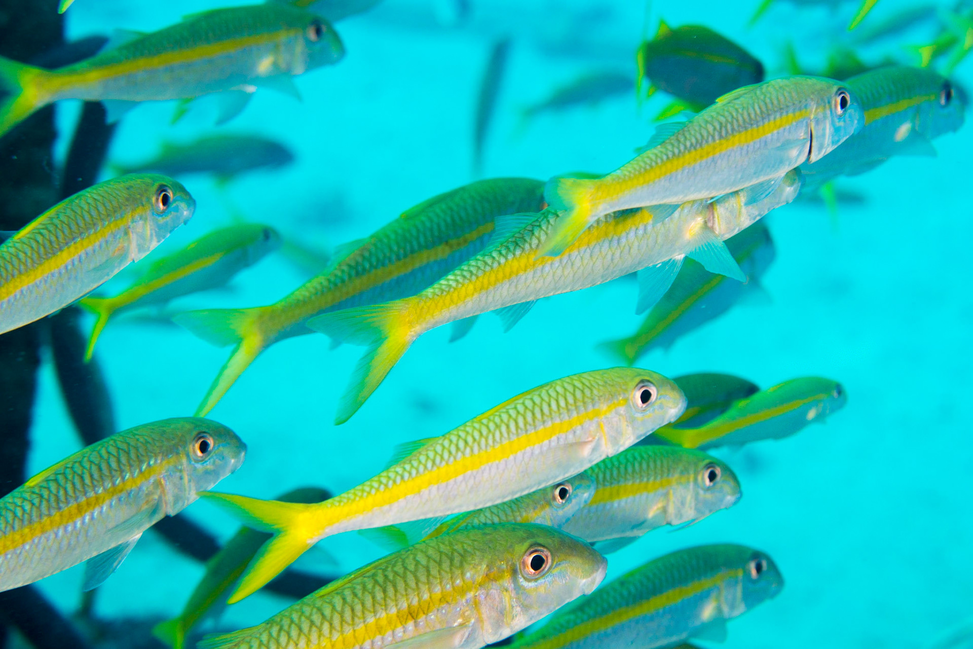 Yellowfin Goatfish