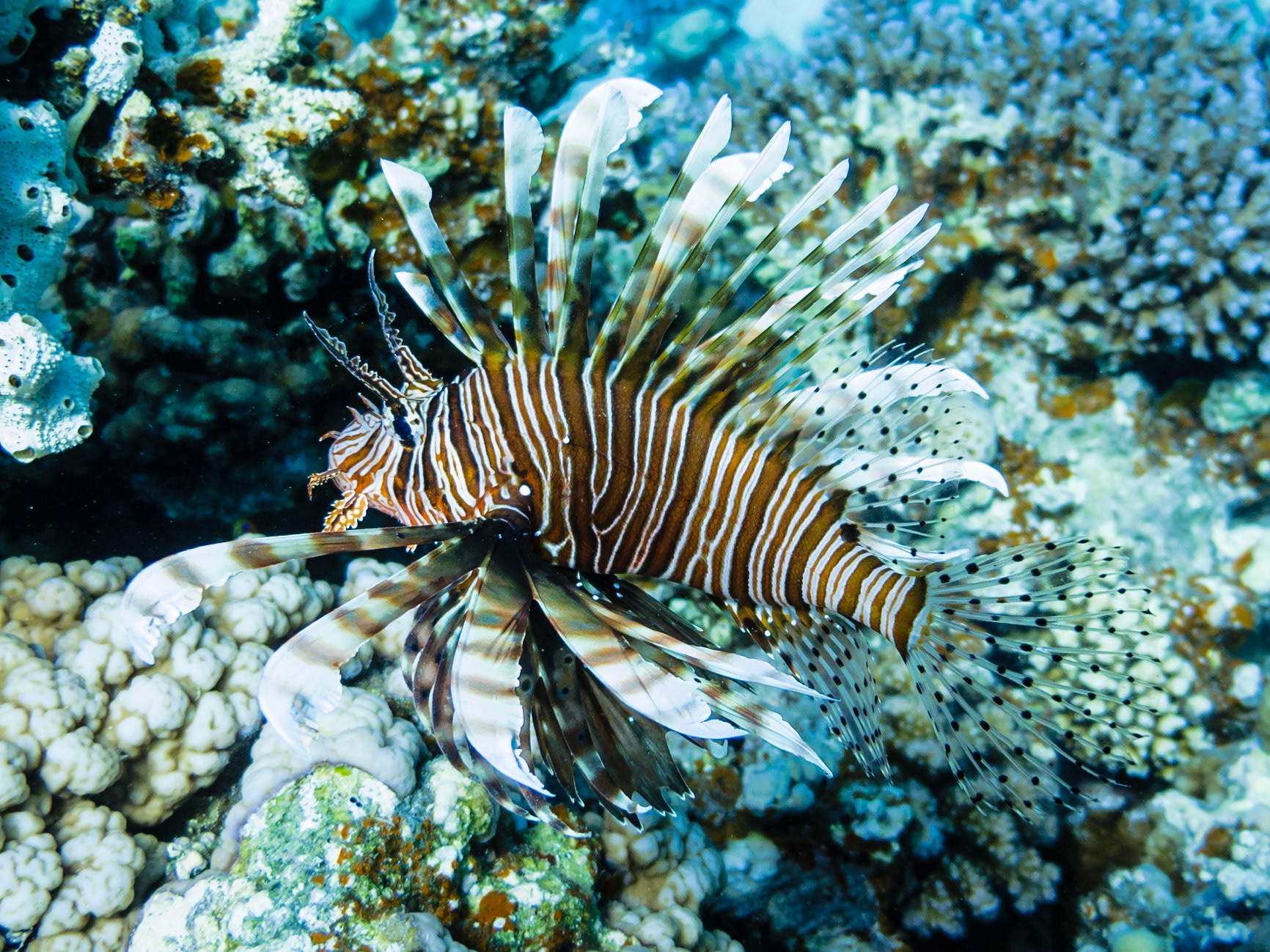 Indian Lionfish