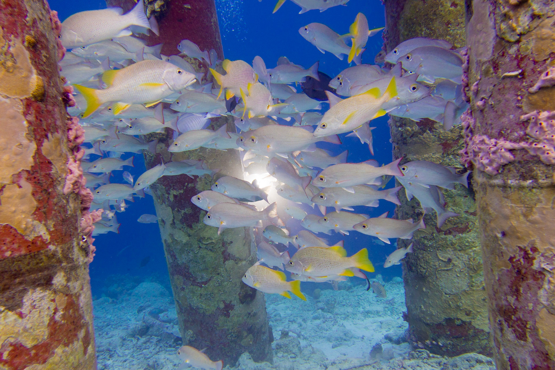 Mahogany Snapper and Schoolmaster