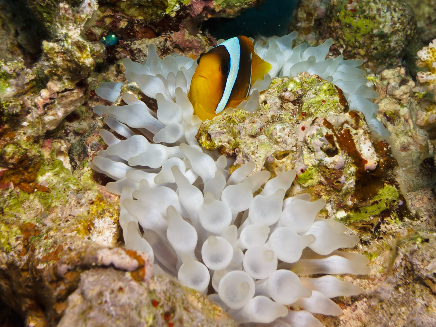 Red Sea Anemonefish