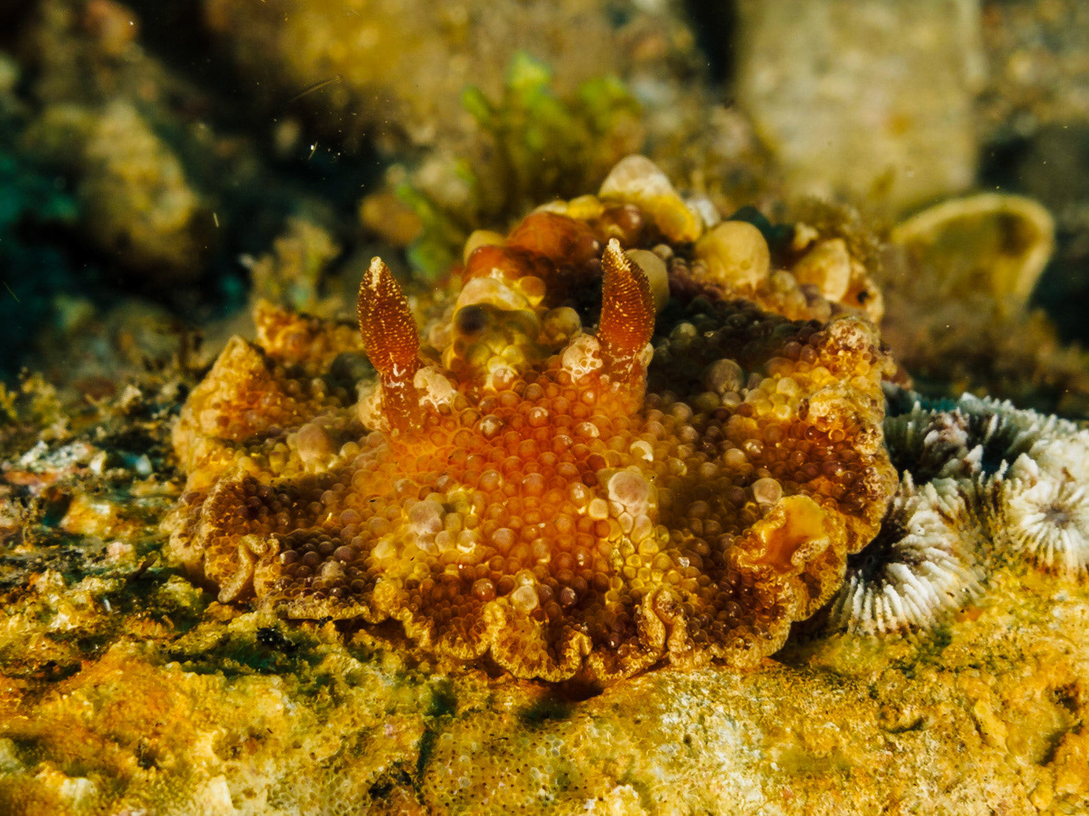 Discodoris boholiensis