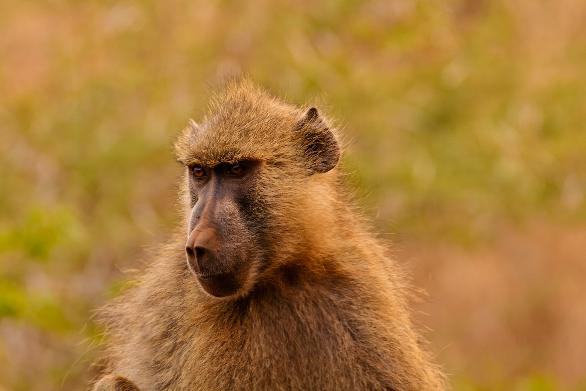 A troop of Yellow Baboons