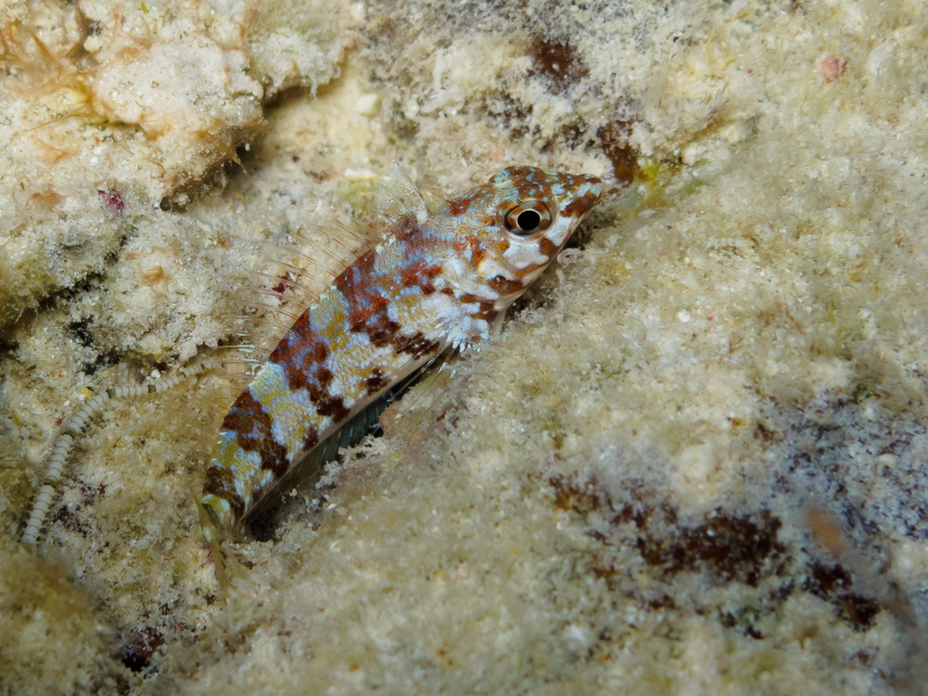 Saddled Blenny