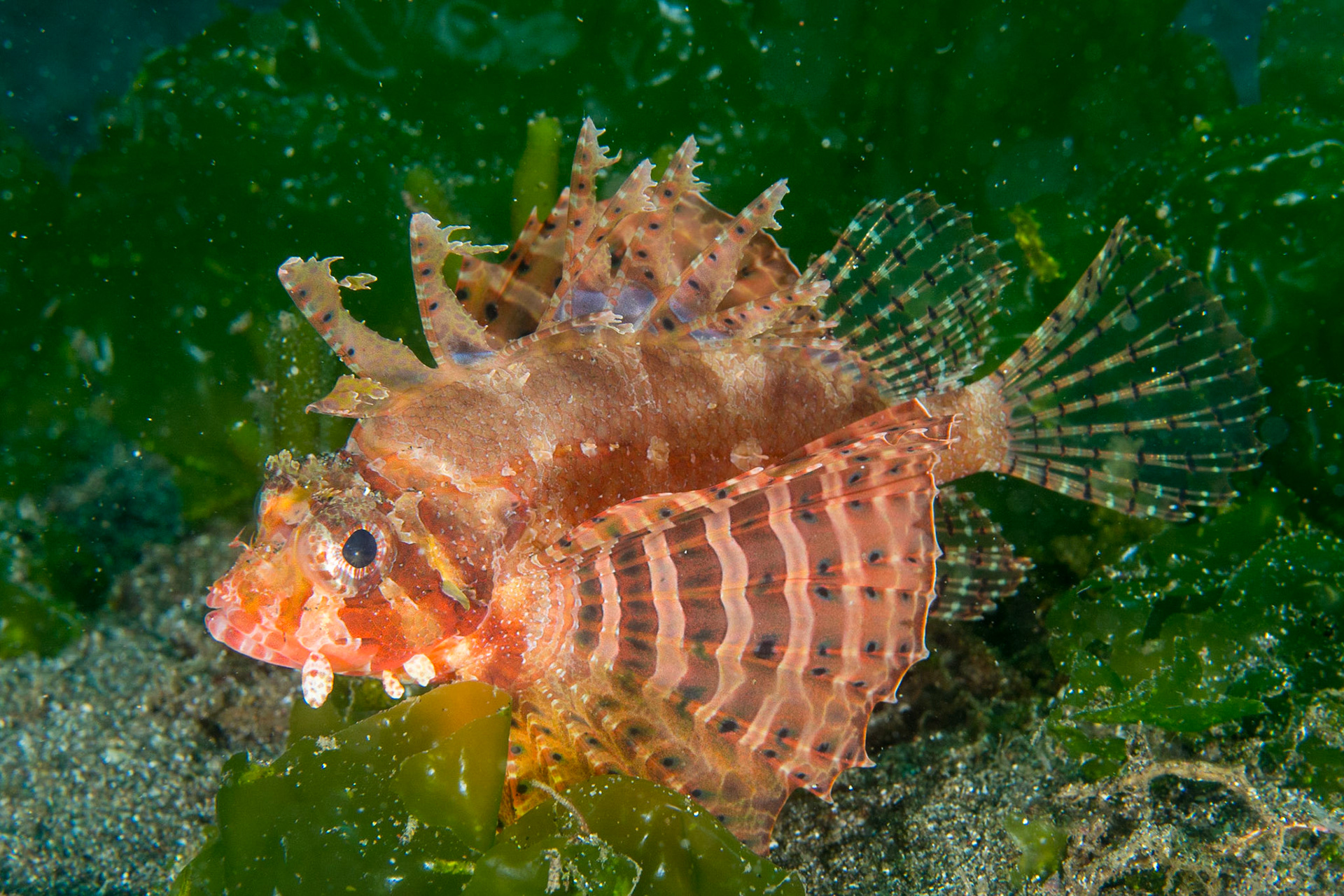 Shortfin Dwarf Lionfish