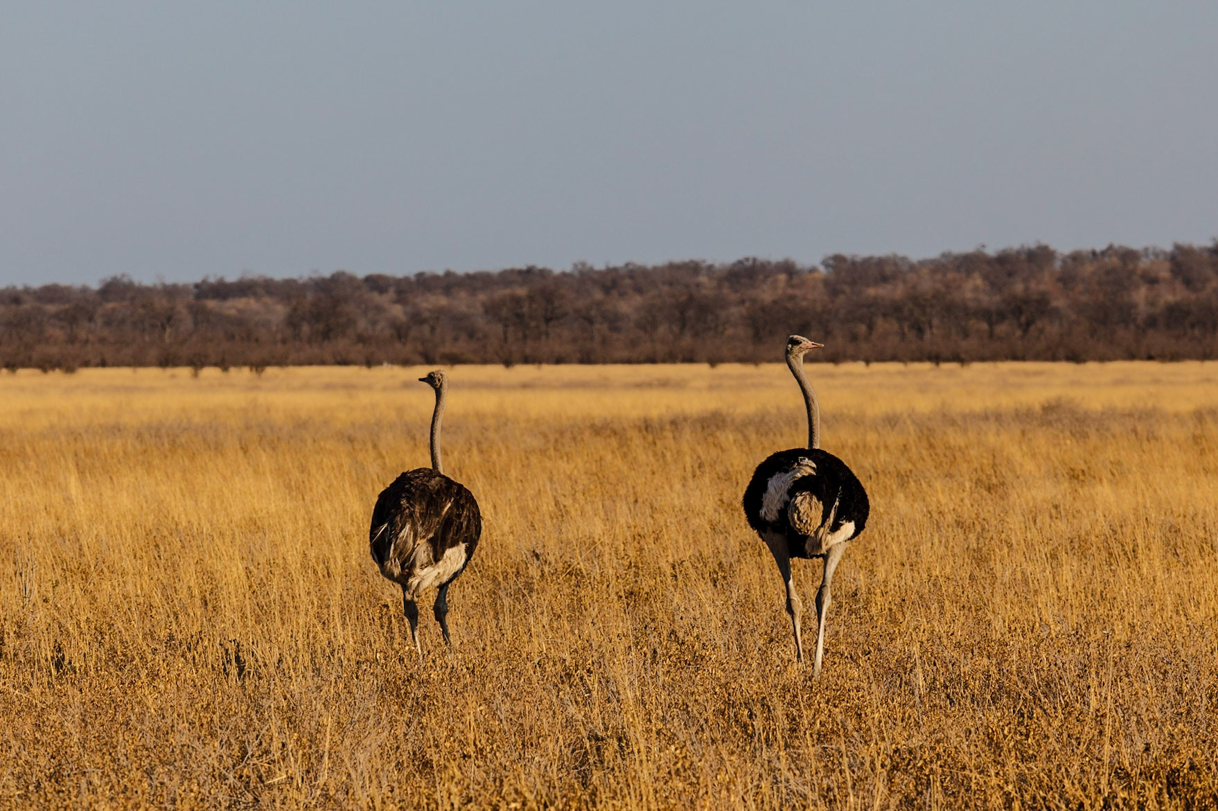 Common Ostrich