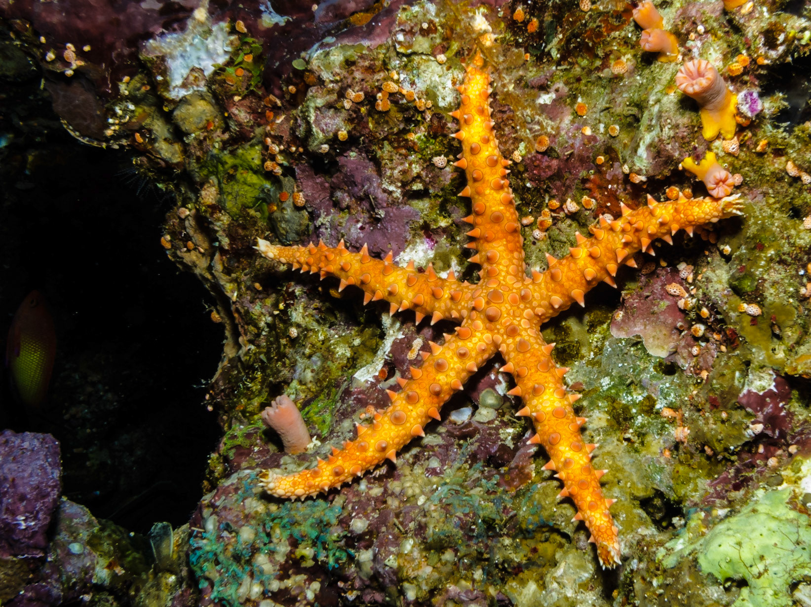 Thorny Sea Star