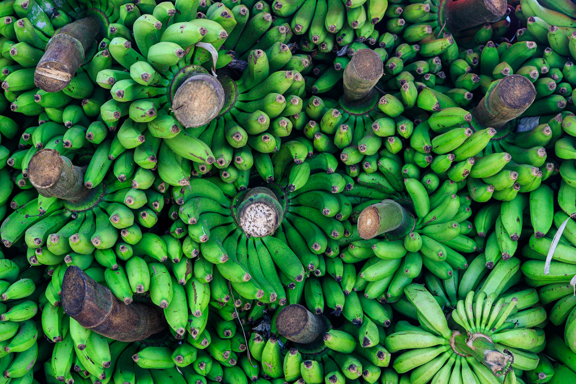 Bananas being bought out of the jungle
