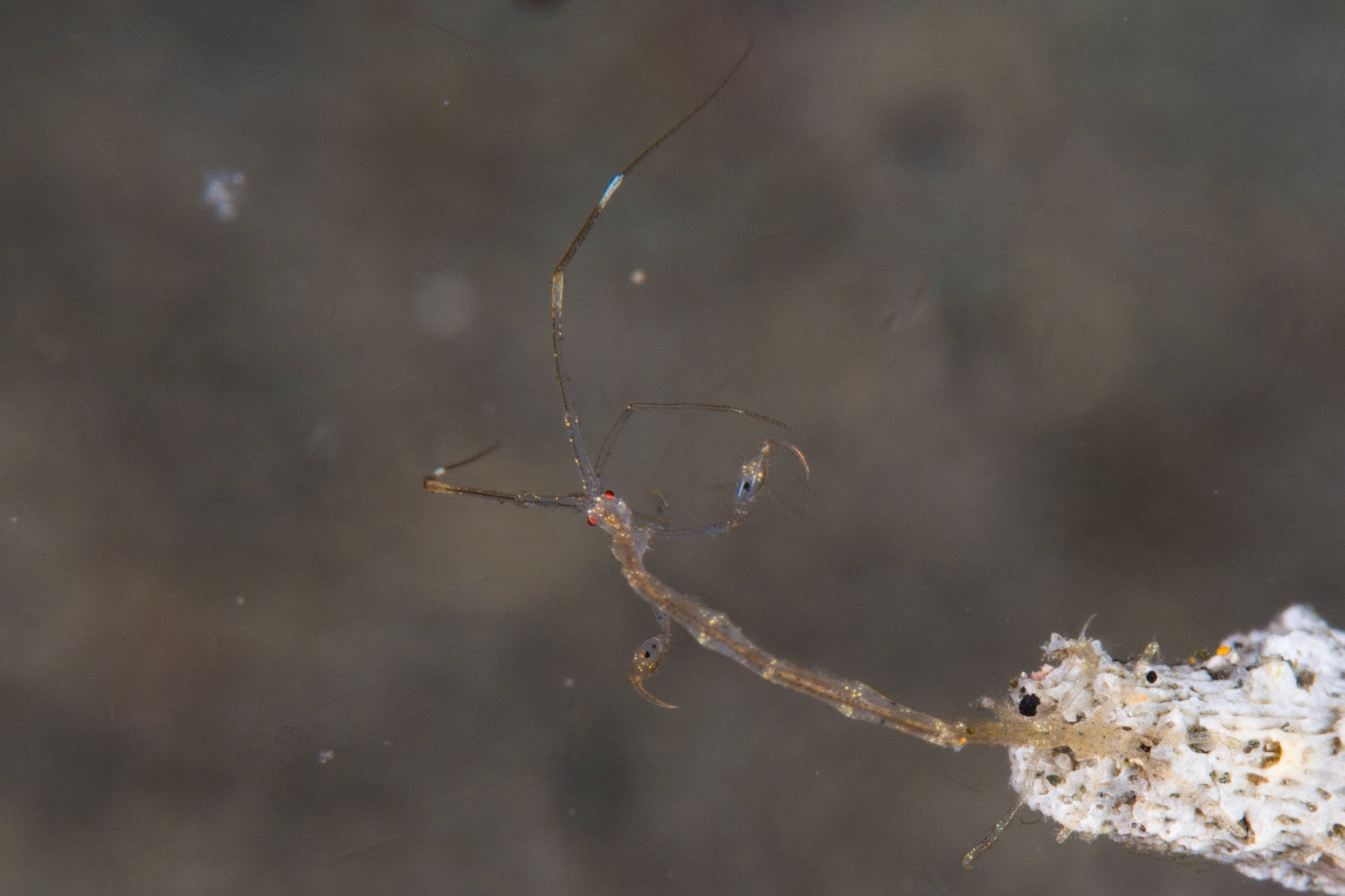 Skeleton Shrimp