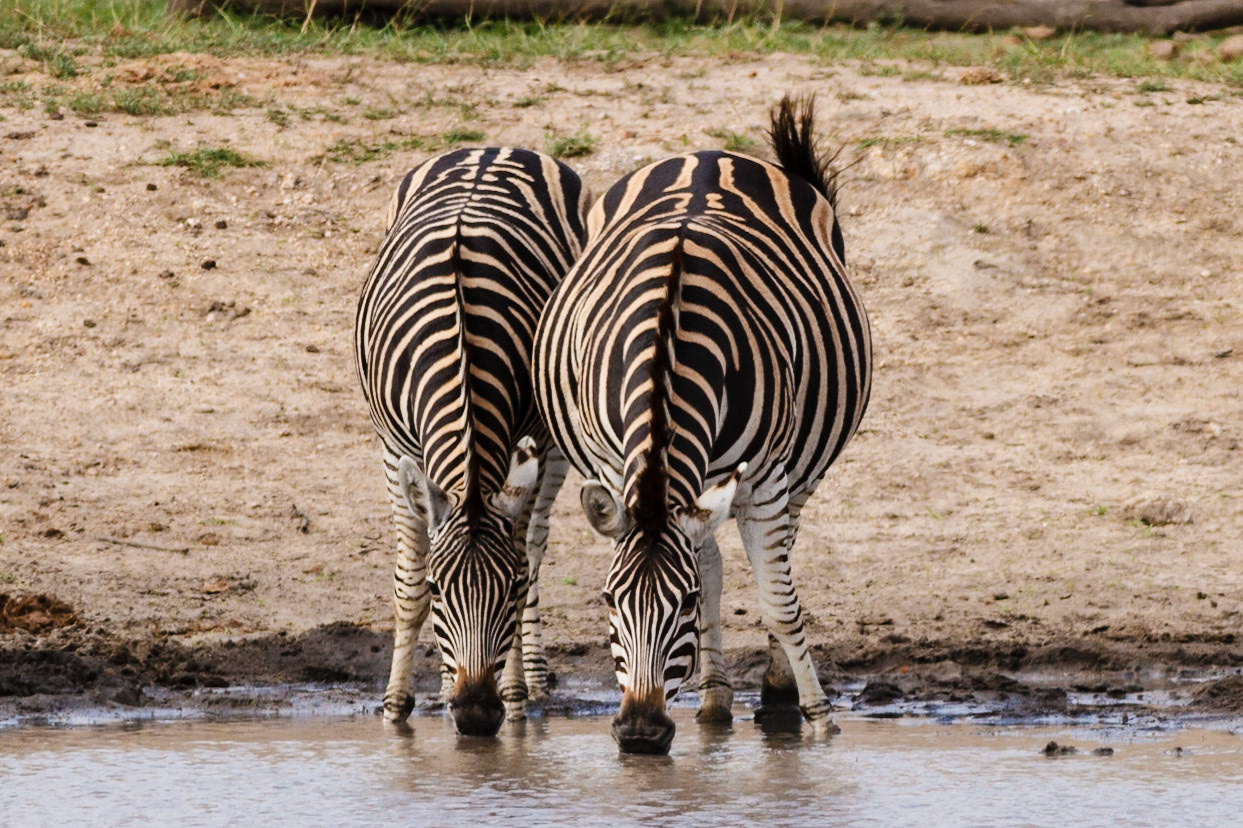 Common Zebra