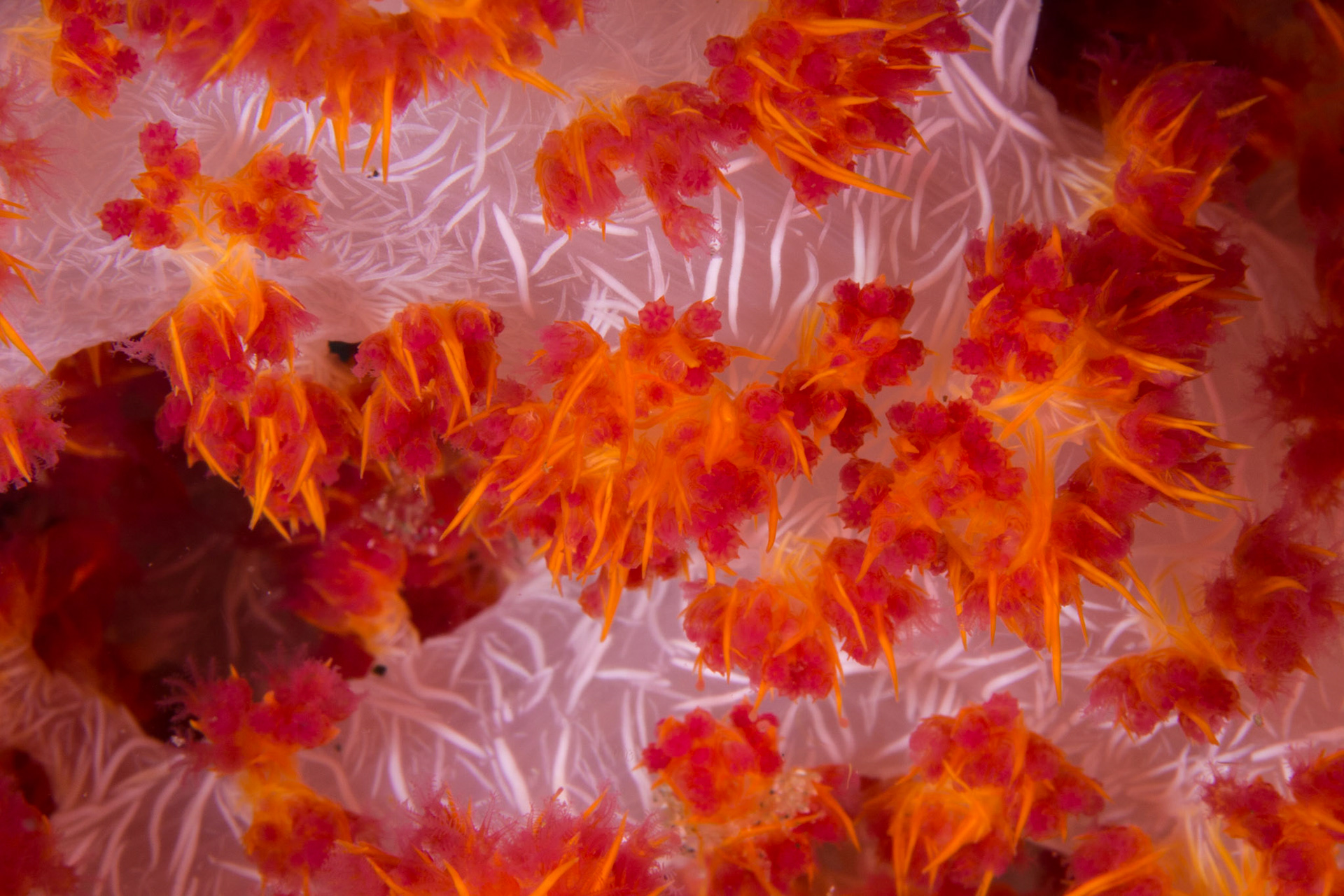 Glomerate Tree Coral