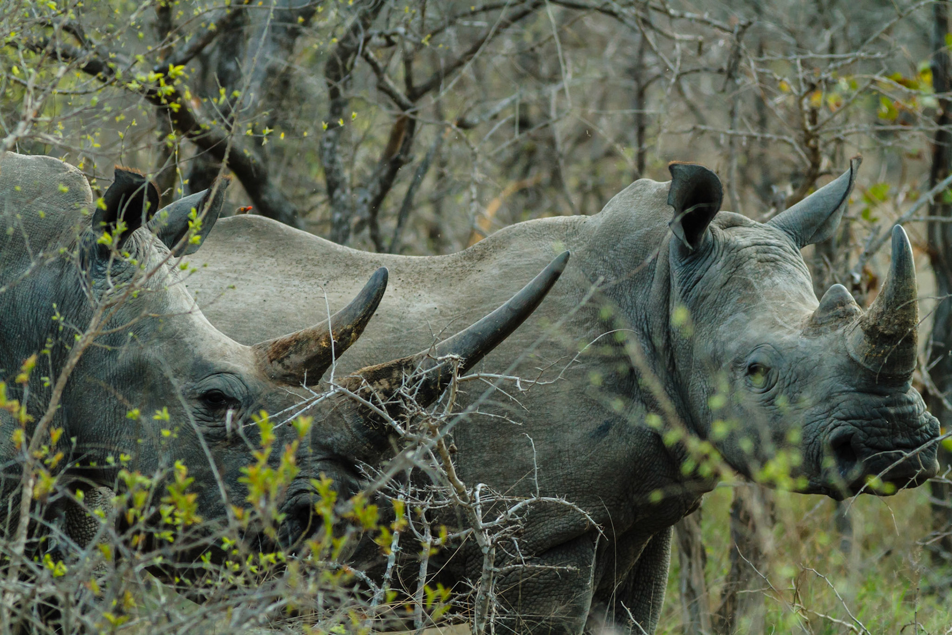 White Rhinoceros