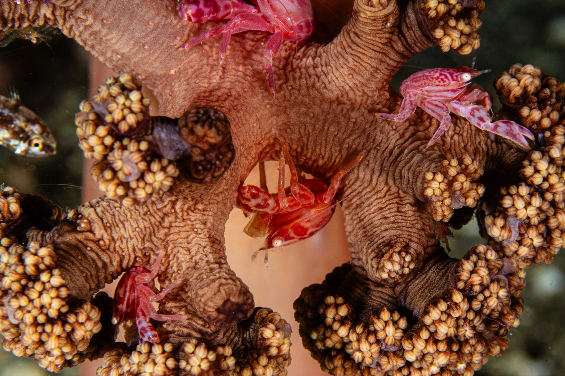 Soft Coral Porcelain Crab