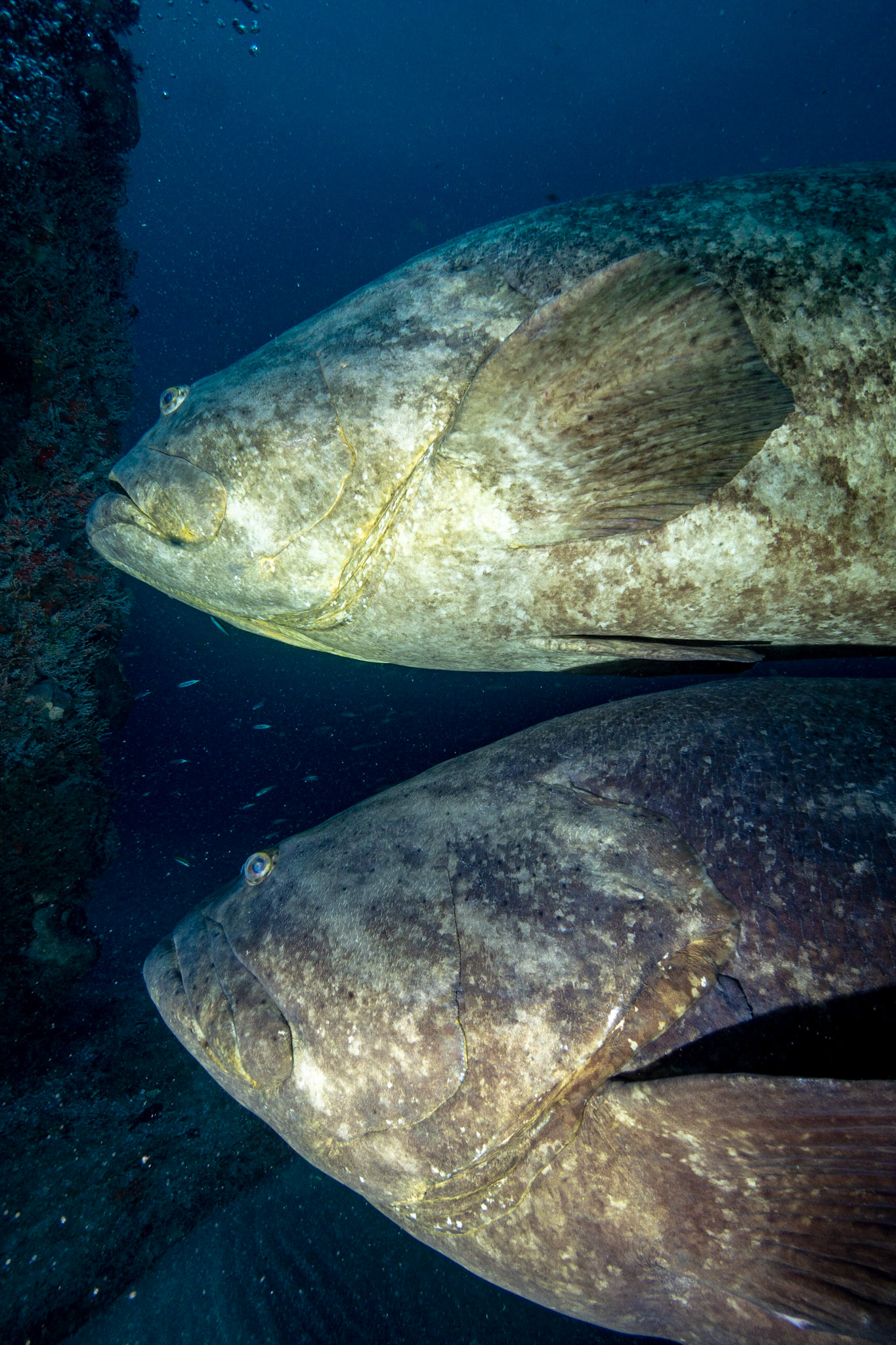 Goliath Grouper