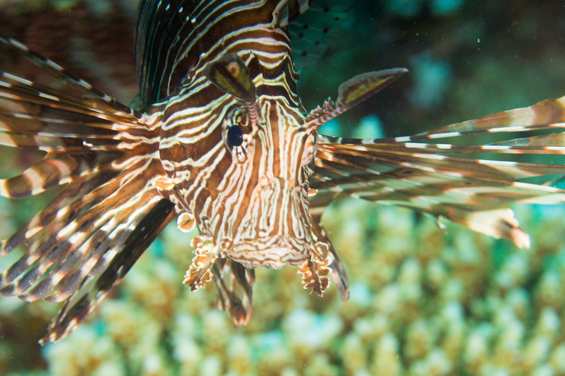 Indian Lionfish