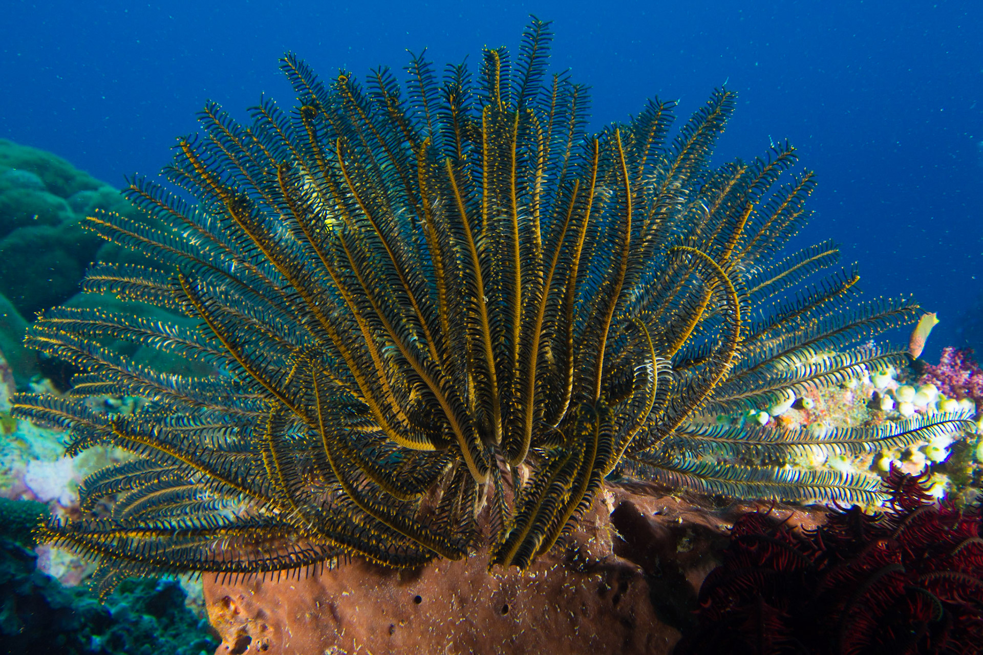 Crinoids and Feather Stars