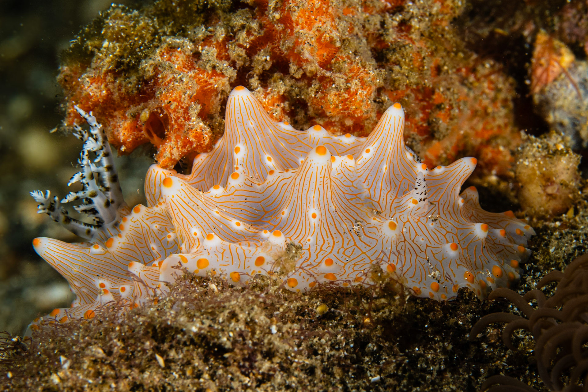 Halgerda batangas