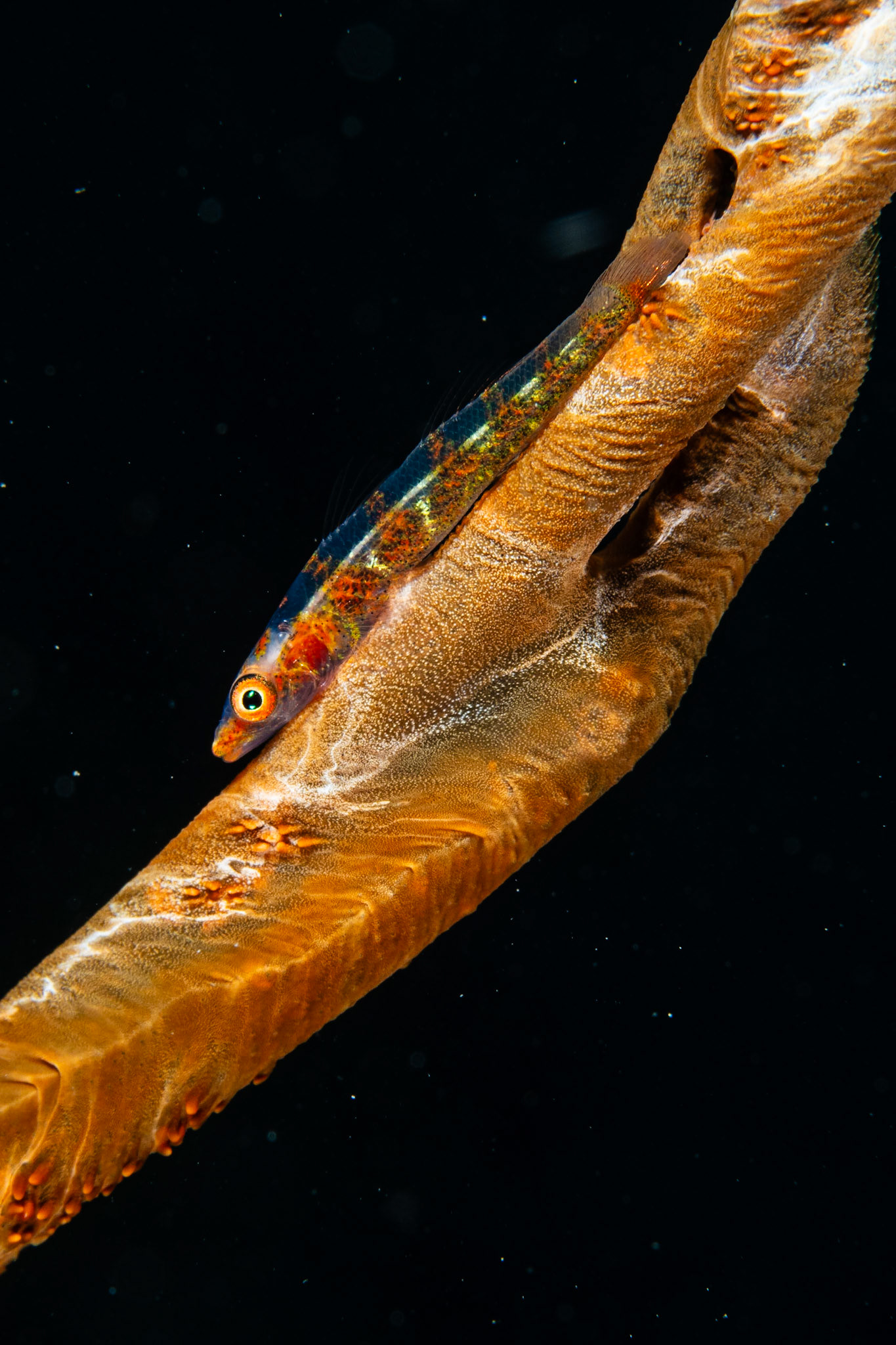 Wire Coral Goby
