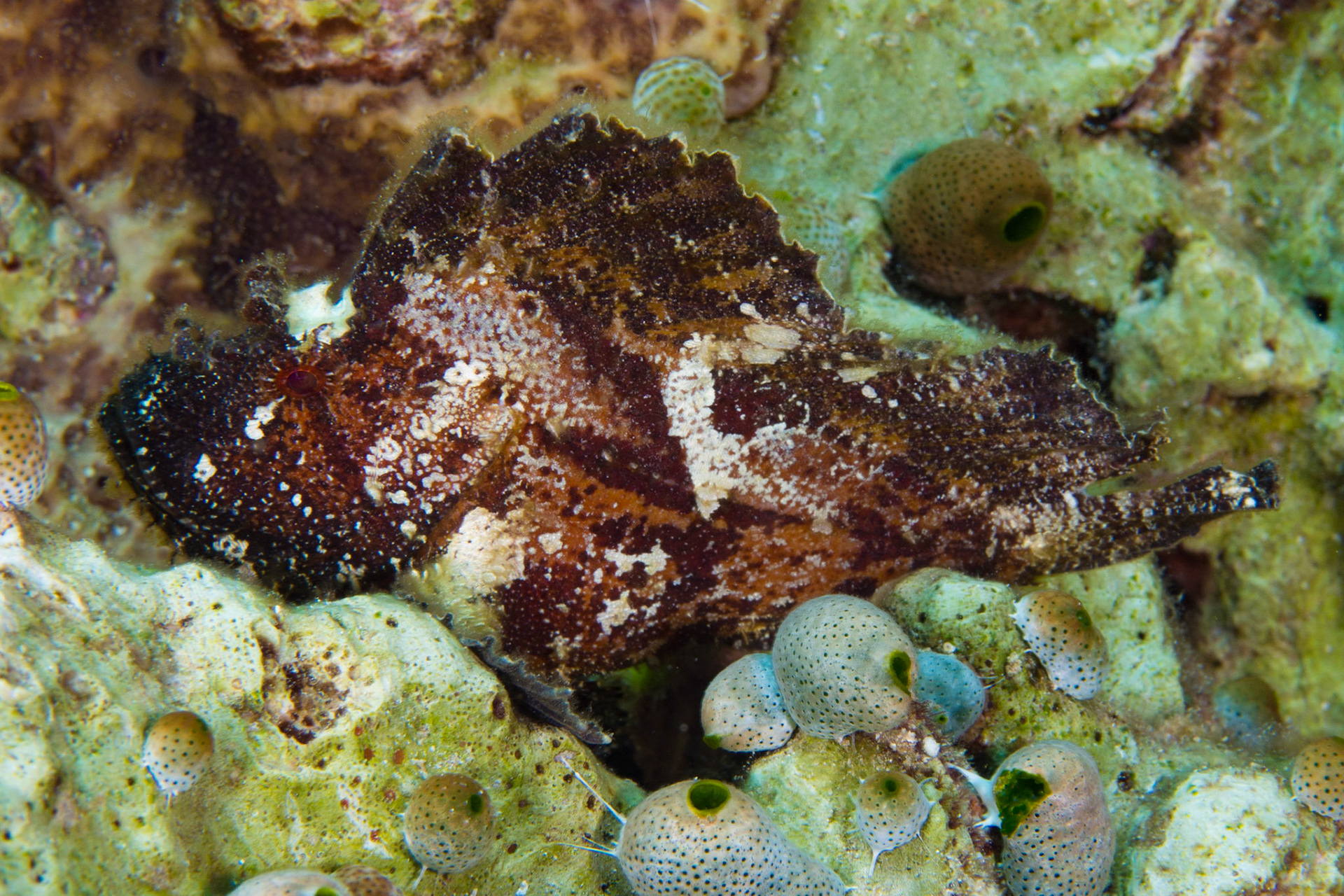 Leaf Scorpionfish
