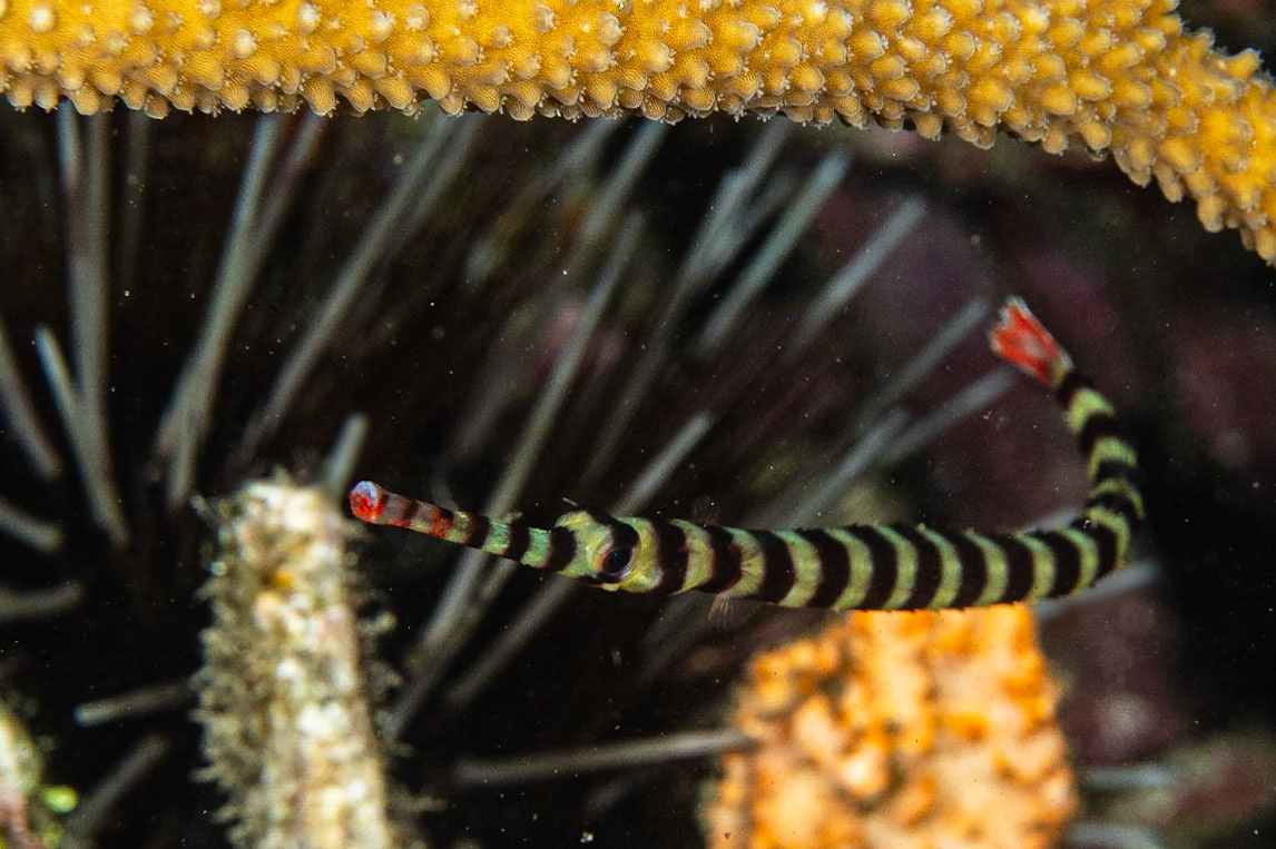 Ringed Pipefish