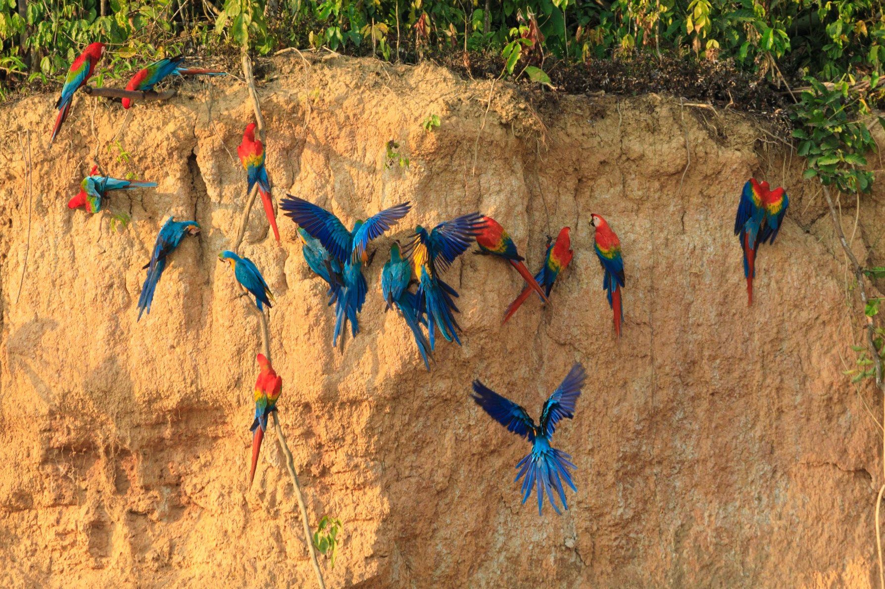 Blue-and-yellow Macaw, Red-and-green Macaw, Scarlet Macaw