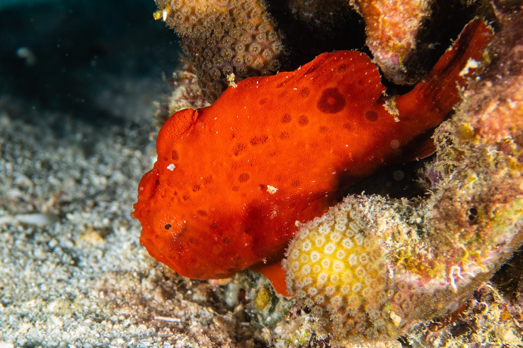 Longlure Frogfish