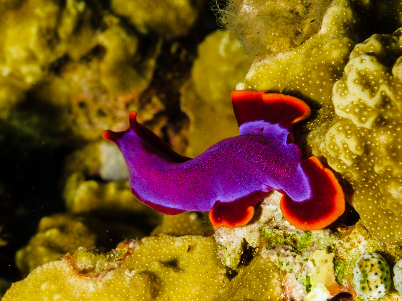 Fuscia Flatworm