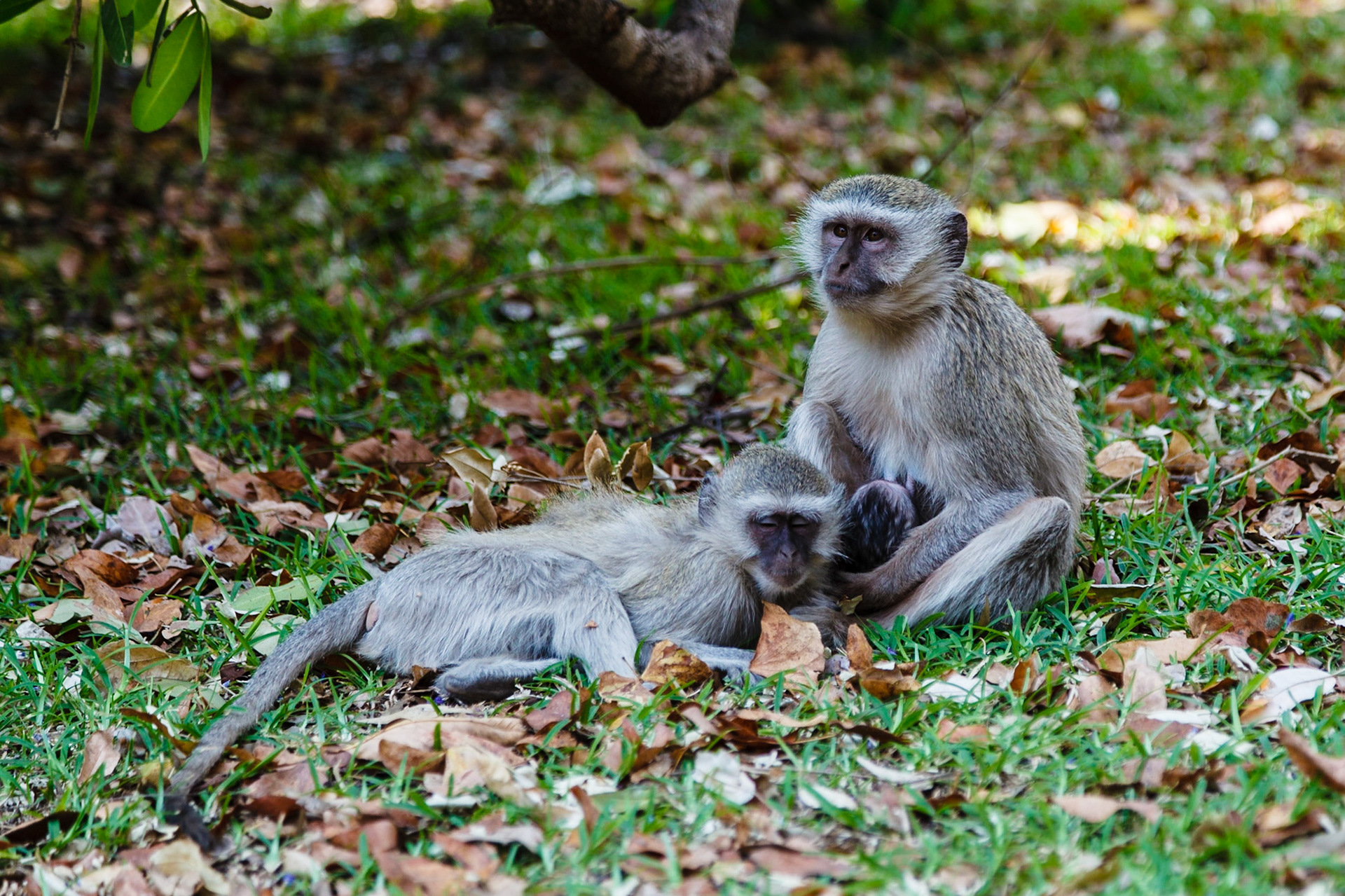 Vervet Monkey