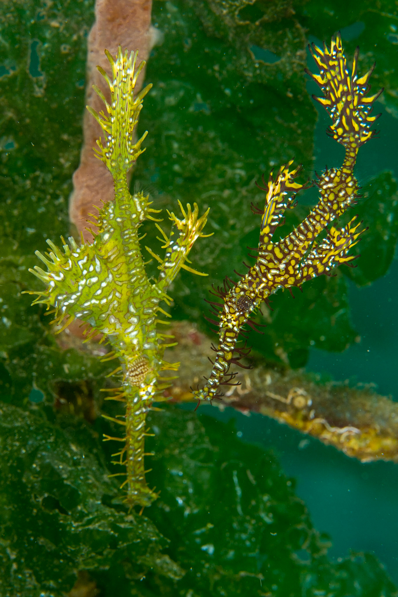 Ornate Ghost Pipefish