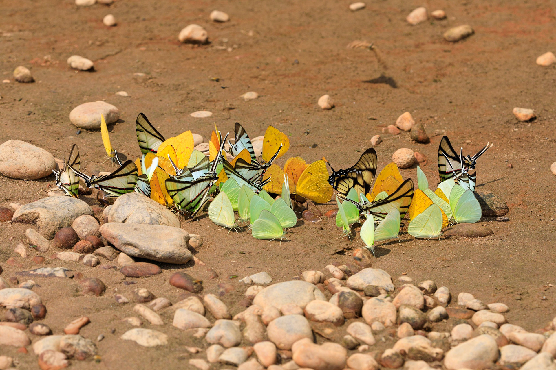 Acacia Butterfly, Glasswing Butterfly, Leaf Butterfly, Long-tail Swallowtail, Yellow Swallowtail