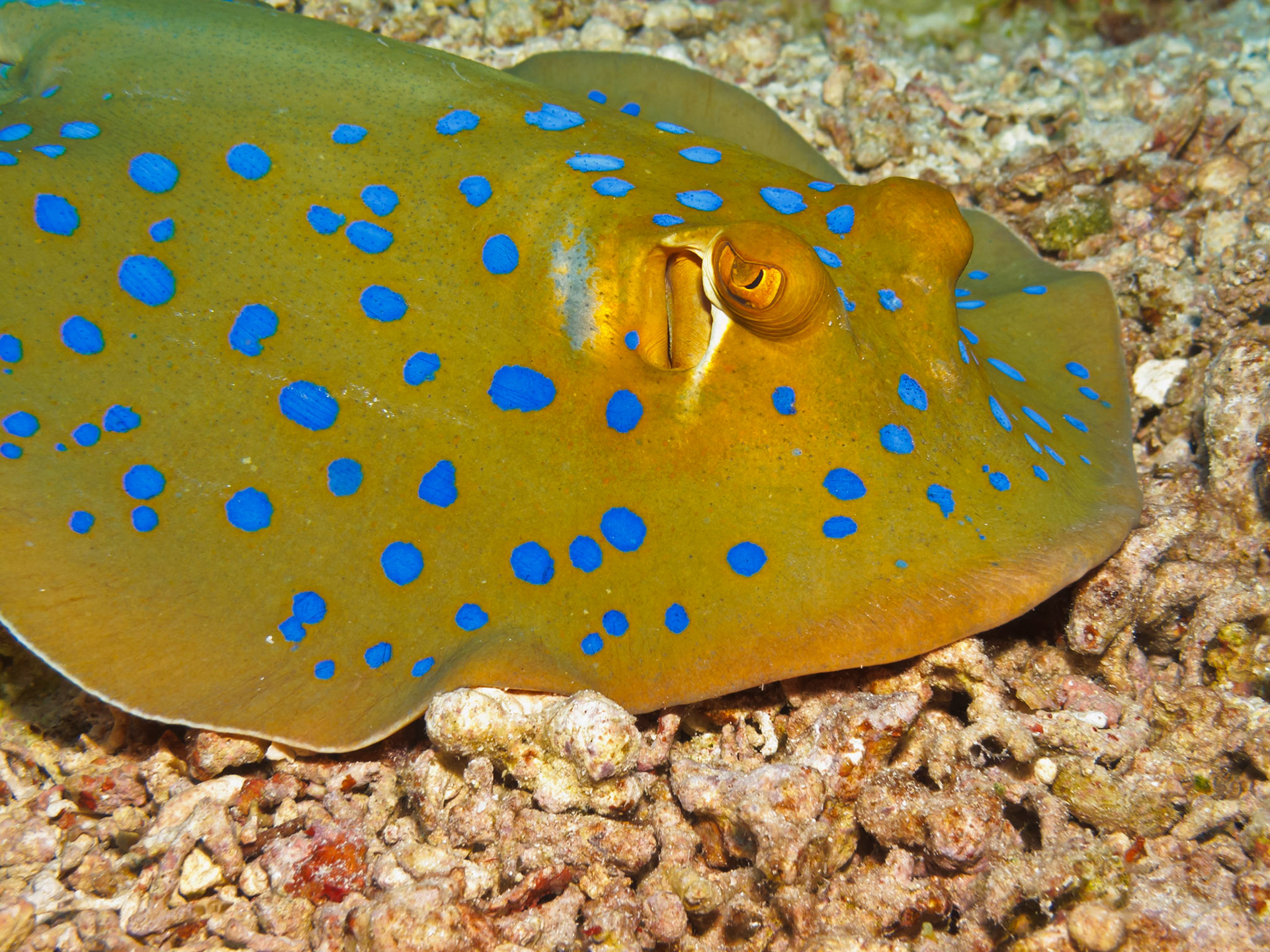 Bluespotted Stingray