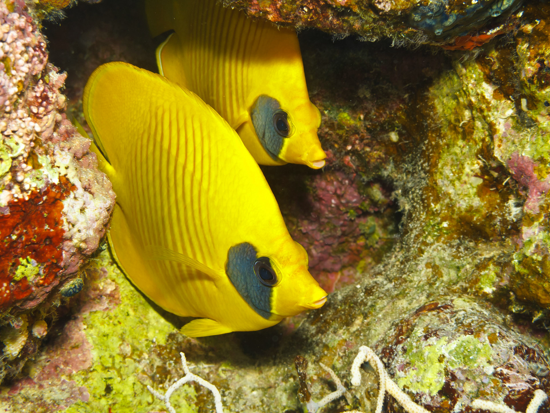Masked Butteryflyfish
