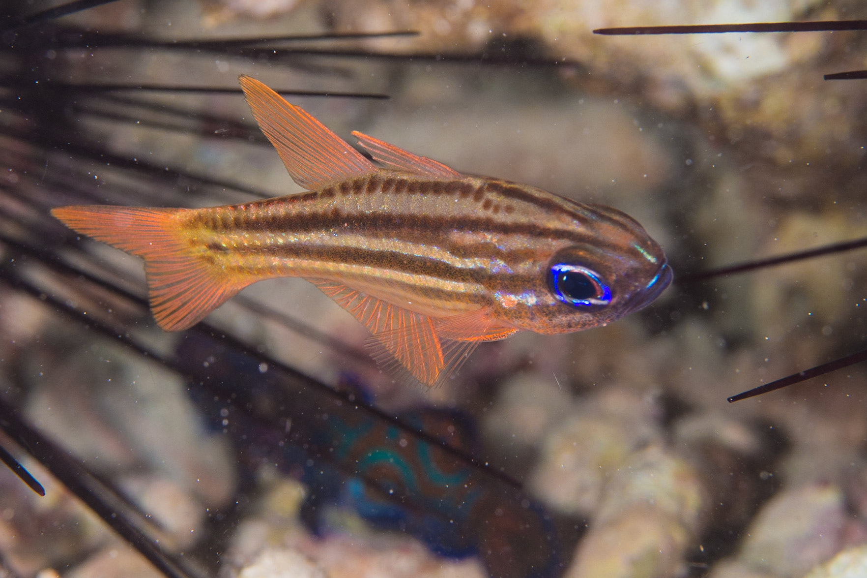 Splitband Cardinalfish