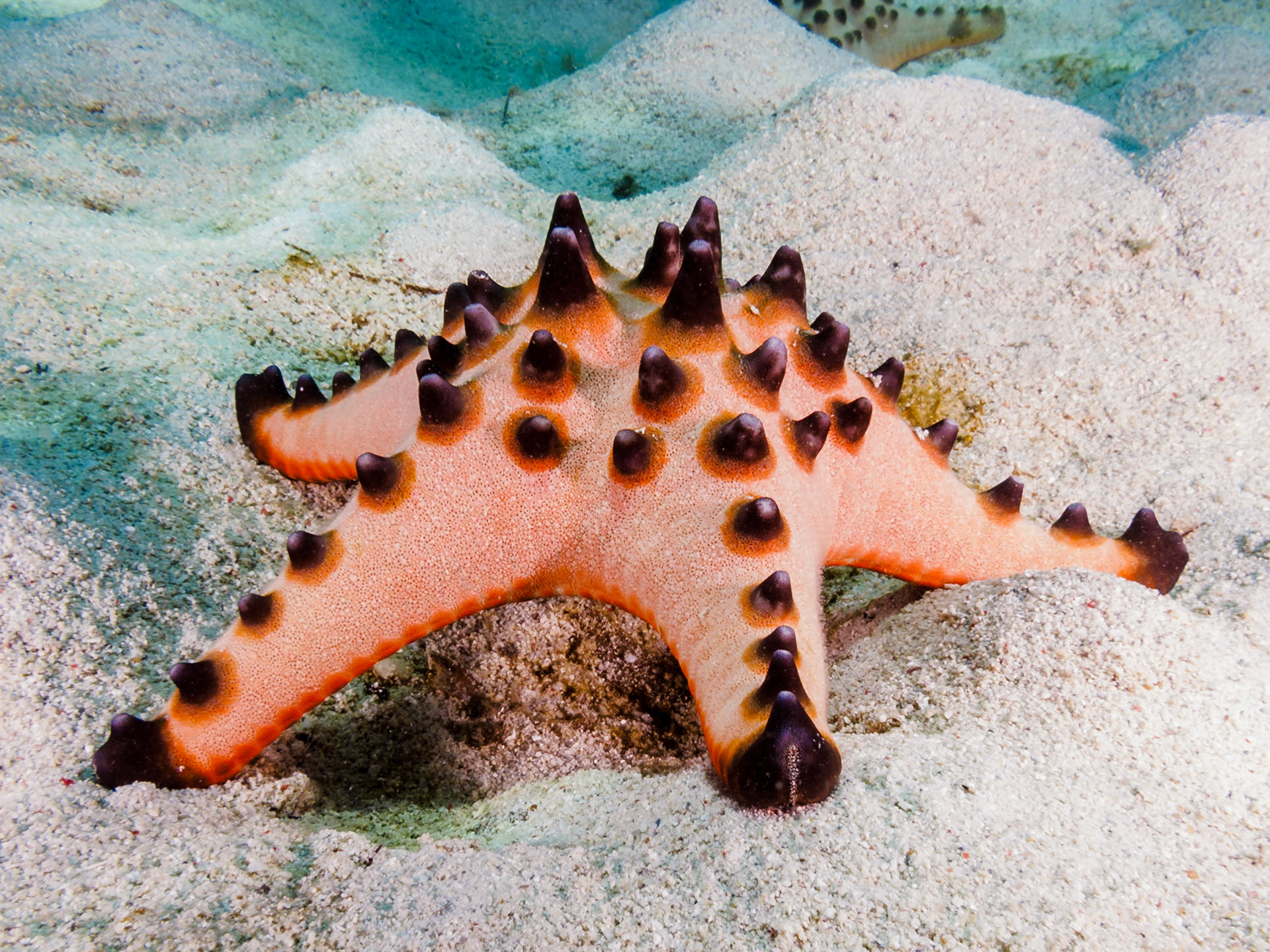 Chocolate Chip Sea Star