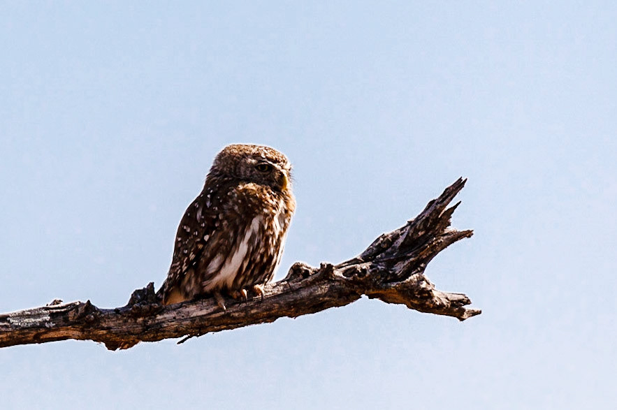 Pearl-spotted Owlet
