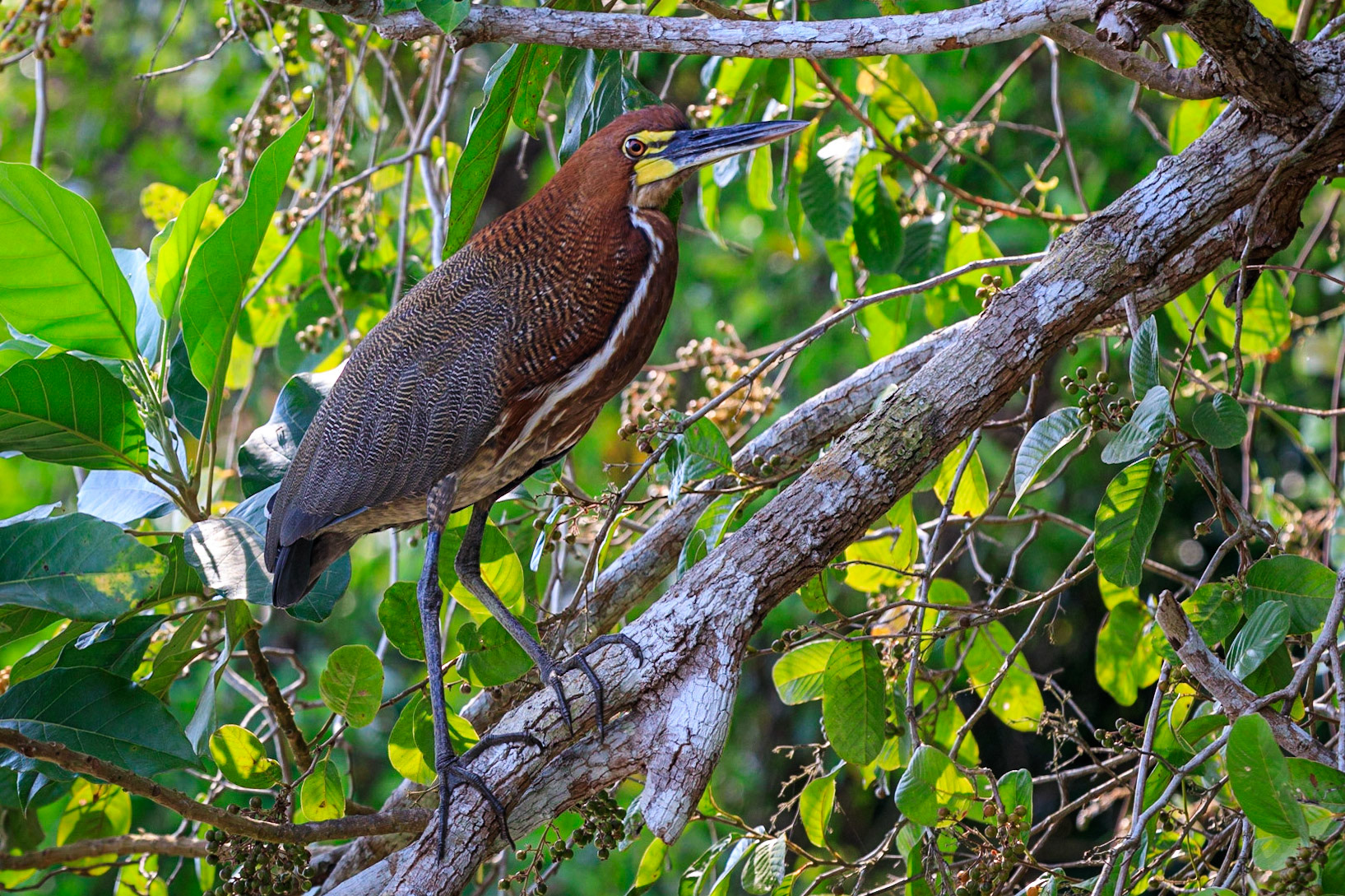 Rufescent Tiger-Heron