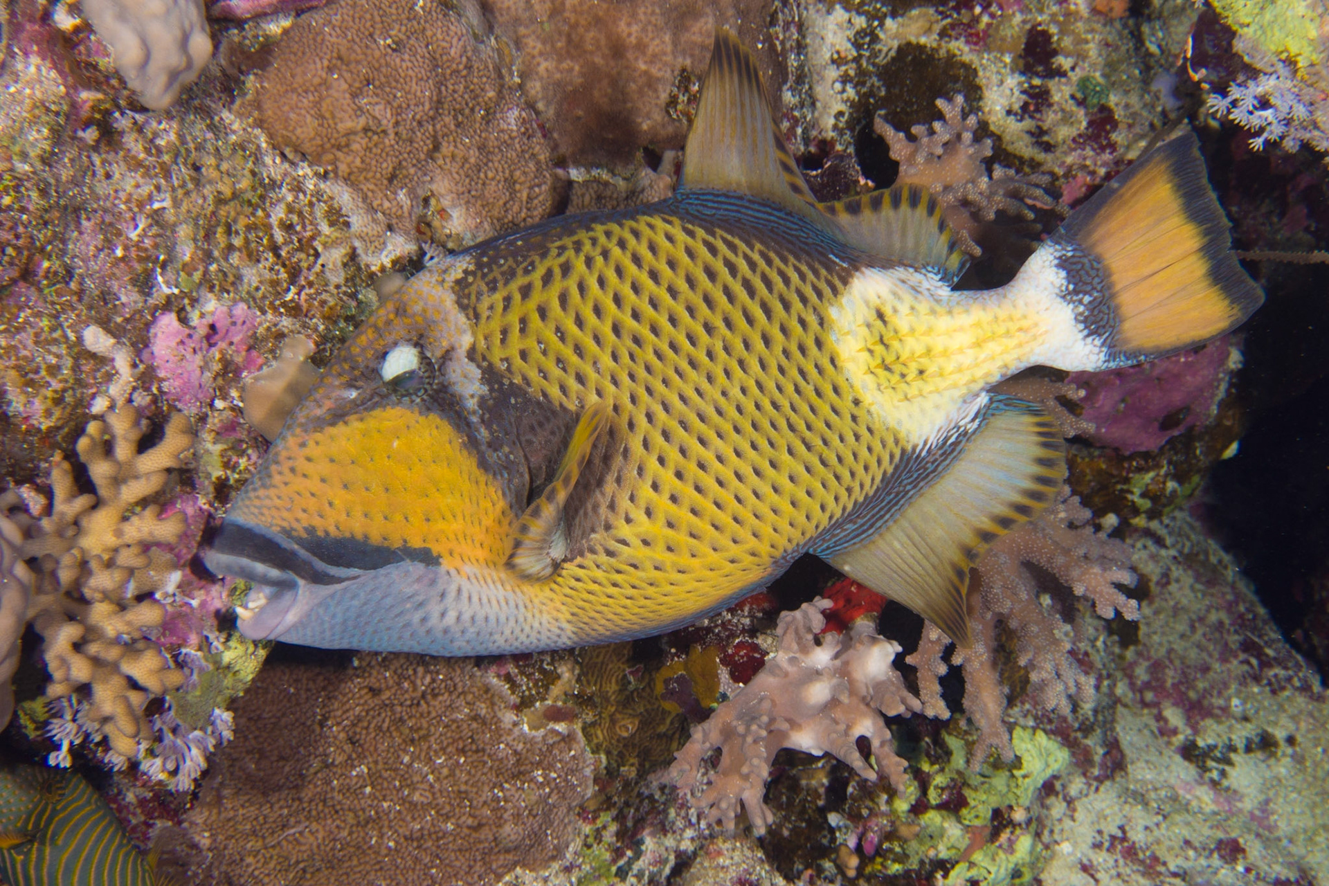 Titan Triggerfish