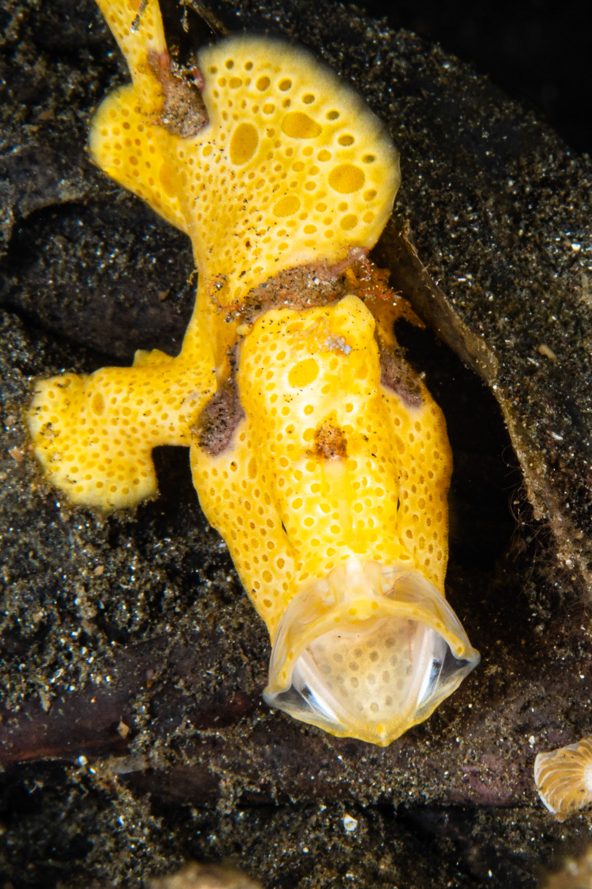 Painted Frogfish